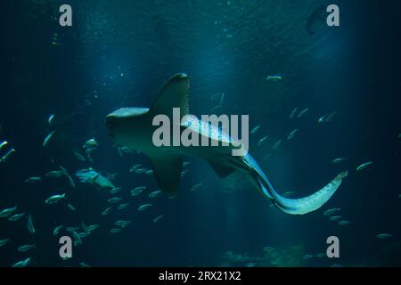 Der Zebrahai ist eine Art Teppichhai und das einzige Mitglied der Familie Stegostomatidae. Sie ist im gesamten tropischen Indo-Pazifik zu finden Stockfoto