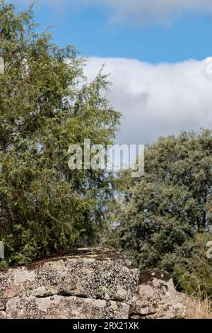 Roter wacholder oder miera wacholder, sehr geschätzt für die ätherischen Öle, die daraus extrahiert werden können. Aufnahme im frühen Herbst. Juniperus oxycedru Stockfoto