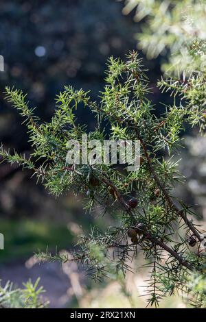 Roter wacholder oder miera wacholder, sehr geschätzt für die ätherischen Öle, die daraus extrahiert werden können. Aufnahme im frühen Herbst. Juniperus oxycedru Stockfoto