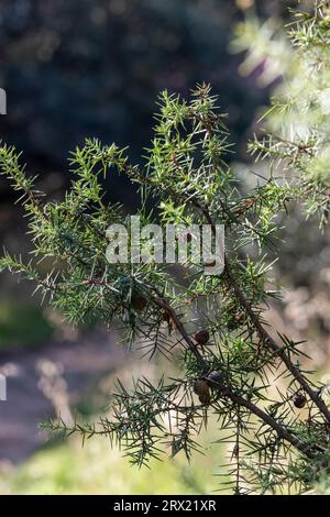 Roter wacholder oder miera wacholder, sehr geschätzt für die ätherischen Öle, die daraus extrahiert werden können. Aufnahme im frühen Herbst. Juniperus oxycedru Stockfoto