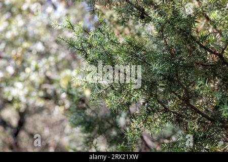 Roter wacholder oder miera wacholder, sehr geschätzt für die ätherischen Öle, die daraus extrahiert werden können. Aufnahme im frühen Herbst. Juniperus oxycedru Stockfoto