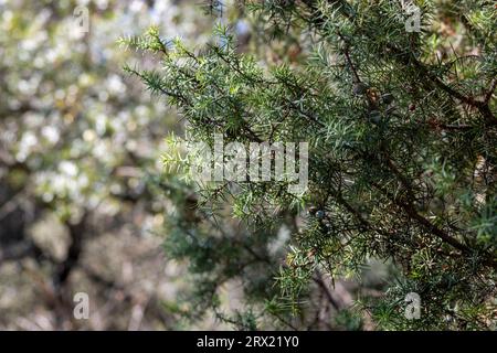 Roter wacholder oder miera wacholder, sehr geschätzt für die ätherischen Öle, die daraus extrahiert werden können. Aufnahme im frühen Herbst. Juniperus oxycedru Stockfoto