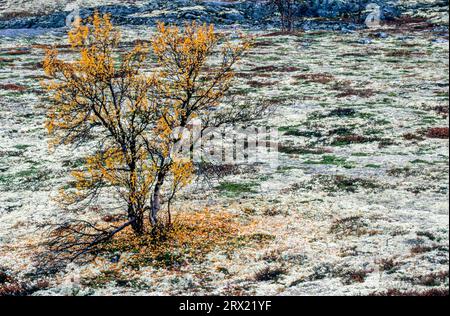 Birke mit Herbstlaub in der Tundra, Tundra mit Birke im Herbst, Dovrefjell Nationalpark, SOER Trondelag Norwegen Stockfoto
