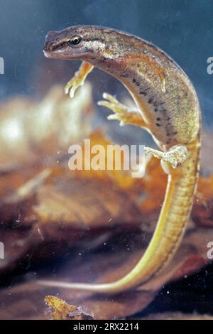 (Gefangengenommen), Teich Newt ist in Deutschland weit verbreitet, bevorzugt aber das Tiefland (Foto weiblich), glatte Newt (Triturus vulgaris) findet sich in den Vereinigten Staaten Stockfoto