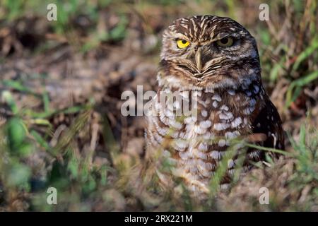 Die Grabeneule (Athene cunicularia) ist ein Barschjäger, der von einem erhöhten Aussichtspunkt aus nach Beute sucht (Foto Erwachsener Vogel), Grabeneule, wenn Stockfoto