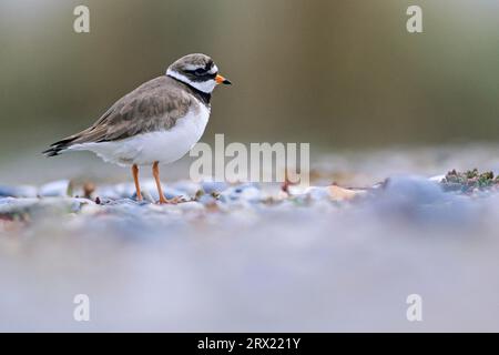 Ringelfledermaus, Fütterung in einem Rhythmus schnellen Laufens, abrupten Stopps und Picken (Foto Erwachsener im Brutgefieder), Ringelfledermaus (Charadrius Stockfoto