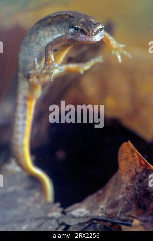 (Gefangengenommen), Pond Newt ist nachtaktiv an Land und ernährt sich von Tierfutter (Foto weiblich), Smooth Newt (Triturus vulgaris) braucht etwa drei Jahre, um zu werden Stockfoto