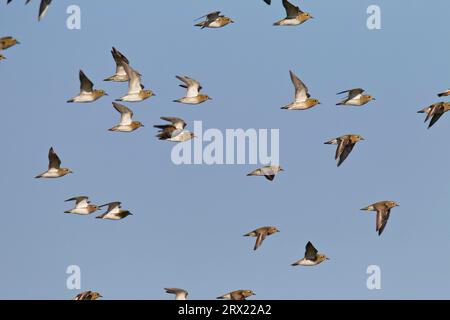 Der Europäische Goldene Plover ist ein voll wandernder Vogel (Foto Vogelschar im Grundgefieder), der Europäische Goldene Plover ist ein voll wandernder Vogel (Foto) Stockfoto