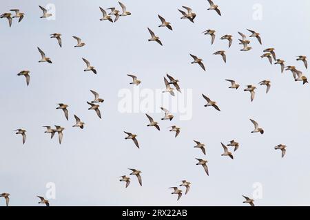 Der Europäische Goldene Plover ist ein voll wandernder Vogel (Foto Vogelschar im Grundgefieder), der Europäische Goldene Plover ist ein voll wandernder Vogel (Foto) Stockfoto