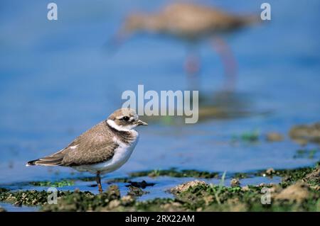 Ringelfledermaus nach 3, 4 Wochen sind die Jungvögel geflogen (Foto Jungvogel), Ringelfledermaus (Charadrius hiaticula) Jungvögel sind stumpfer als die Jungvögel Stockfoto