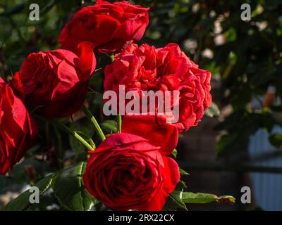 Hintergrundbild der Natur am frühen Morgen im Sommer. Eine schöne rote romantische Rosenblüten an sonnigen Tagen. Rote Rosen, Nahaufnahme einer wunderschönen Blüte in der GA Stockfoto