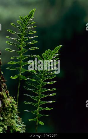 Angelsweet ist der einzige einheimische spross, der auf meist moosartiger Rinde wächst, wenn die Luftfeuchtigkeit ausreichend ist (häufig (Polypodium vulgare) Polypody die sori sind Stockfoto