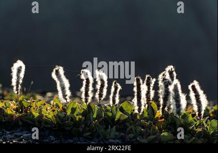 Arctic Willow (Salix arctica) überlebt immer noch bei 80 Grad nördlicher Breite und ist daher eine von 2 nördlichsten Waldpflanzen, in denen Arctic Willow wächst Stockfoto