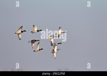 Die Stockente (Anas platyrhynchos) ist die größte und häufigste Schwimmente in Europa (Europäischer Mallard), Mallard das Männchen hat einen Nasenruf und A Stockfoto