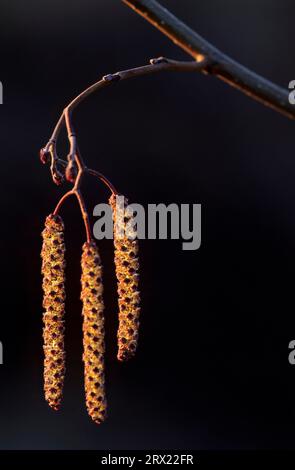 Schwarze Erle männliche Infloreszenz nach unten und die kleineren Weibchen nach oben im Backlight (Eller) (Else), gewöhnliche Erle (Alnus glutinosa) männliche Infloreszenz nach unten Stockfoto