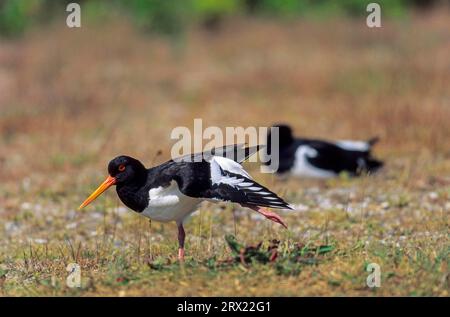 Der Eurasische Austernfänger (Haematopus ostralegus) ist der Nationalvogel der Färöer, wo er TJALDUR genannt wird, der Eurasische Austernfänger Stockfoto