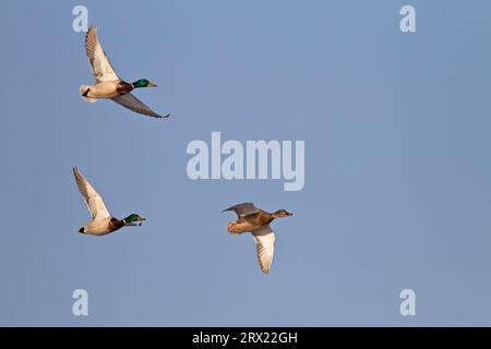 Stockenten können bis zu 40 Jahre in menschlicher Pflege leben (Europäischer Mallard), Mallards (Anas platyrhynchos) nisten normalerweise an einem Flussufer, aber nicht immer in der Nähe von Wasser Stockfoto