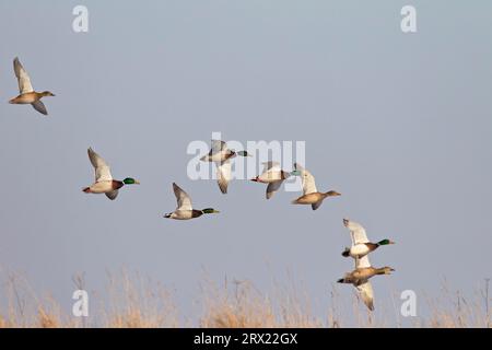 Die Stockente (Anas platyrhynchos) ist die größte und häufigste Schwimmente in Europa (Europäischer Mallard), Mallard das Männchen hat einen Nasenruf und A Stockfoto