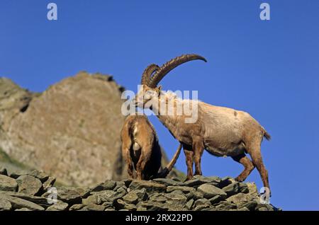 Steinbock, Steinbock im Hochgebirge, Steinbock im Hochgebirge Stockfoto