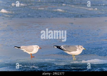 Schwarzköpfige Schwarzmöwe und Gemeine Möwe (Larus canus) ruhen an einem stürmischen Tag auf einer gefrorenen Oberfläche, Schwarzköpfige Möwe und Gemeine Möwe ruhen auf A Stockfoto