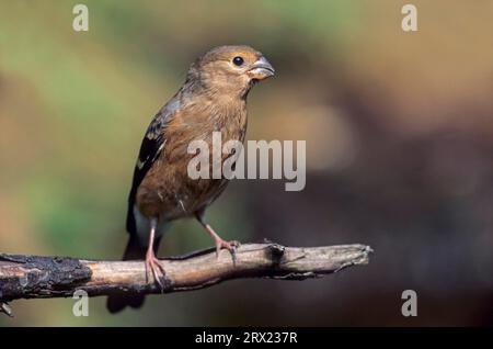 Eurasischer Bullfinch (Pyrrhula pyrrhula) Junges sitzt auf einem Zweig (gemeiner Bullfinch) (Eurasischer Bullfinch) Stockfoto