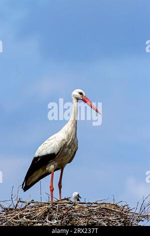 Weißer Storch (Ciconia ciconia) Erwachsener Vogel und Jungvogel auf der Aerie, Weißer Storch Erwachsener Vogel und Jungvogel auf der Aerie Stockfoto