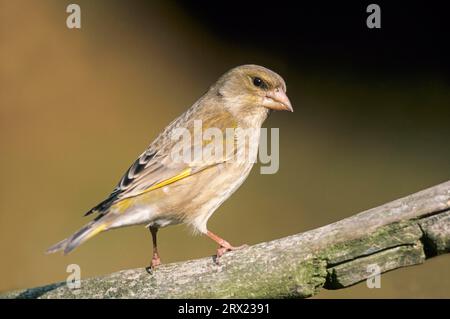 Europäischer Grünfink (Carduelis chloris) weiblicher Erwachsener sitzt auf einem Zweig (Europäischer Grünfink) (Eurasischer Grünfink) Stockfoto