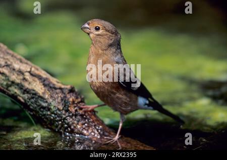 Der junge Eurasische Bullfinch (Pyrrhula pyrrhula) trinkt Wasser an einem nassen Ort (gemeiner Bullfinch) (Eurasischer Bullfinch) Stockfoto