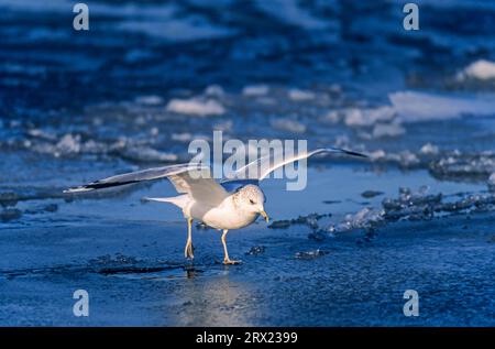 Gemeine Möwe (Larus canus) im Winterkleid durch Sturm auf gefrorener Oberfläche, Gemeine Möwe durch Sturm auf gefrorener Oberfläche Stockfoto