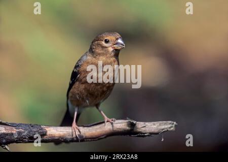 Eurasischer Bullfinch (Pyrrhula pyrrhula) Junges sitzt auf einem Zweig (gemeiner Bullfinch) (Eurasischer Bullfinch) Stockfoto