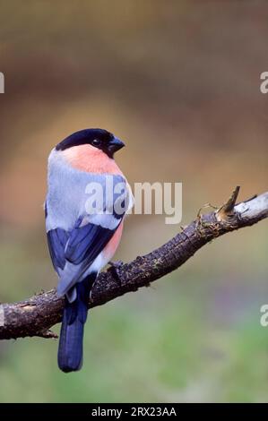 Eurasischer Bullfinch (Pyrrhula pyrrhula) ausgewachsener Rüde sitzt auf einem Ast (gemeiner Bullfinch) (Eurasischer Bullfinch) Stockfoto