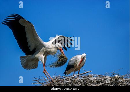 Weißstorch (Ciconia ciconia) landet mit Nestmaterial auf seinem Nest, Weißstorch landet mit Nestmaterial auf seinem Nest Stockfoto