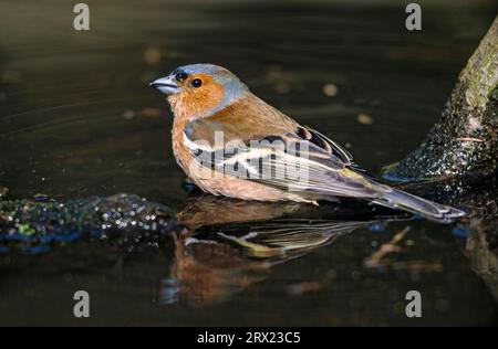 Gewöhnliche Buchsblume (Fringilla coelebs) männlicher Erwachsener im Zuchtgefieder nimmt ein Bad in einer Pfütze, gewöhnliche Buchsblume erwachsener männlicher im Zuchtgefieder nimmt ein Stockfoto