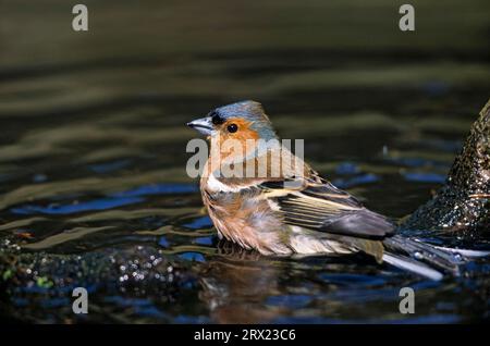 Gewöhnliche Buchsblume (Fringilla coelebs) männlicher Erwachsener im Zuchtgefieder nimmt ein Bad in einer Pfütze, gewöhnliche Buchsblume erwachsener männlicher im Zuchtgefieder nimmt ein Stockfoto