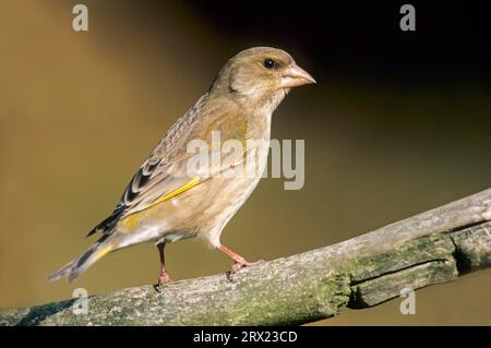 Europäischer Grünfink (Carduelis chloris) weiblicher Erwachsener sitzt auf einem Zweig (Europäischer Grünfink) (Eurasischer Grünfink) Stockfoto