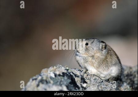 Collared Pika (Ochotona collaris) sitzt auf einem Felsen und hält Ausschau nach natürlichen Feinden (Collared Pika), Collared Pika sitzt auf einem Felsen und hält Stockfoto