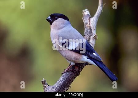 Eurasischer Bullfinch (Pyrrhula pyrrhula) weiblicher Erwachsener sitzt auf einem Ast (gemeiner Bullfinch) (Eurasischer Bullfinch) Stockfoto