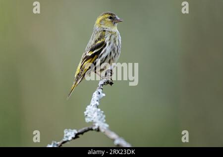 Weiblicher Erwachsener sitzt auf einem Ast mit Flechten (Eurasischer Siskin) (Europäischer Siskin) Stockfoto