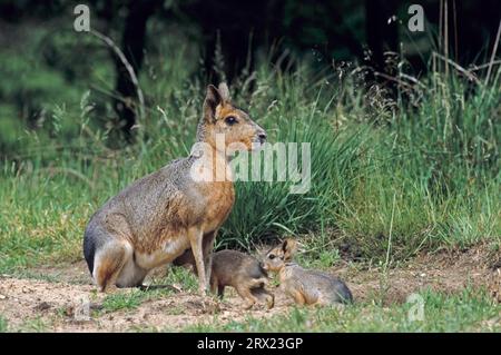 Die weibliche große Mara (Dolichotis patagonum) empfängt die Welpen am Eingang zum Höhlengraben (Large Pampas Rabbit) (Mara), weibliche patagonische Marine Stockfoto