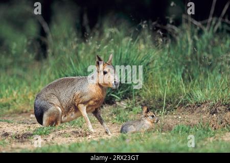 Die weibliche große Mara (Dolichotis patagonum) empfängt die Welpen am Eingang zum Höhlengraben (Large Pampas Rabbit) (Mara), weibliche patagonische Marine Stockfoto