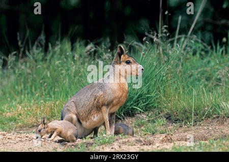 Die weibliche große Mara (Dolichotis patagonum) empfängt die Welpen am Eingang zum Höhlengraben (Large Pampas Rabbit) (Mara), weibliche patagonische Marine Stockfoto