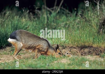 Weibliche große Pampas Hare empfängt die Welpen am Eingang zur Höhle (große Mara) (Pampas Hare), weibliche patagonische Mara (Dolichotis patagonum) Stockfoto