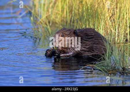 Junge nordamerikanische Biber (Castor canadensis) essen Weidenzweige am Teich, American Beaver Kit füttern Weidenzweige am Teich Stockfoto