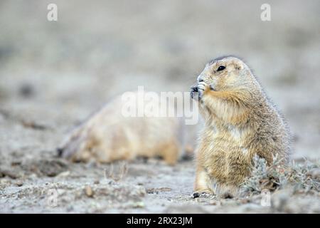 Schwarzschwanz-Präriehund (Cynomys ludovicianus) sucht nach Nahrung am Eingang der Höhle (Praeriehund), Schwarzschwanz-Präriehund sucht nach Stockfoto