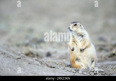 Schwarzschwanz-Präriehund (Cynomys ludovicianus) sucht nach Nahrung am Eingang der Höhle (Praeriehund), Schwarzschwanz-Präriehund sucht nach Stockfoto