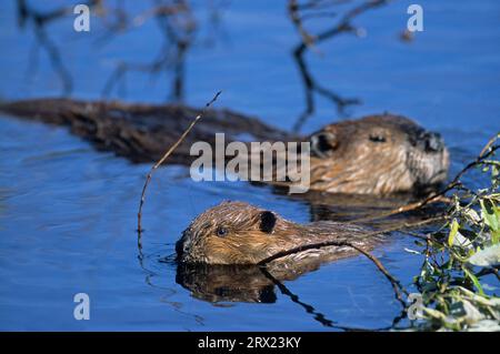 nordamerikanischer Biber (Castor canadensis) und junger Biber füttern Weidenzweige am Teich, Erwachsener amerikanischer Biber und Kit füttern Weidenzweige Stockfoto