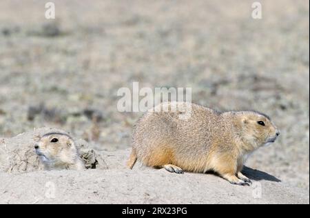Präriehunde (Cynomys ludovicianus), die am Eingang des Grabens sitzen (Praeriehund), Präriehunde, die am sitzen Stockfoto