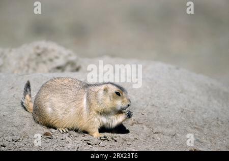 Schwarzschwanz-Präriehund (Cynomys ludovicianus) sucht nach Nahrung am Eingang der Höhle (Praeriehund), Schwarzschwanz-Präriehund sucht nach Stockfoto