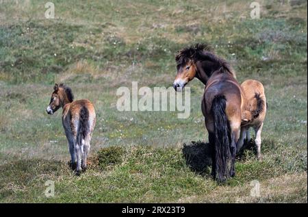 Exmoor Pony, Stute, die ein Fohlen in den Dünen säugt (Exmoor Pony), Exmoor Pony Stute, die ein Fohlen in den Dünen säugt (Equus ferus caballus) Stockfoto