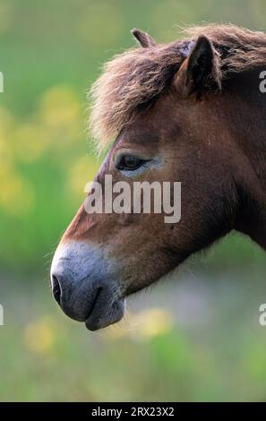 Exmoor Pony, Stute, die auf einer Sumpfwiese mit Gelber Iris (Iris pseudacorus) (Equus ferus caballus) steht, Exmoor Pony Stute, die auf einer Sumpfwiese steht Stockfoto